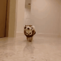 Dog In Red Panda Costume GIF