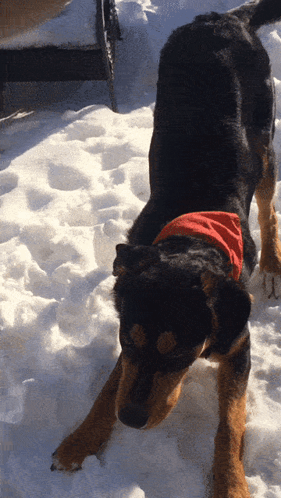 Dog in Red Scarf Standing in Snow
