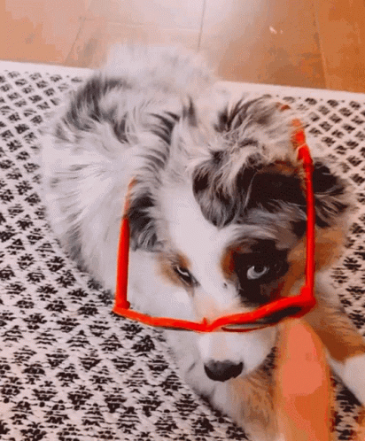 Dog in Red Sunglasses Lying on Rug