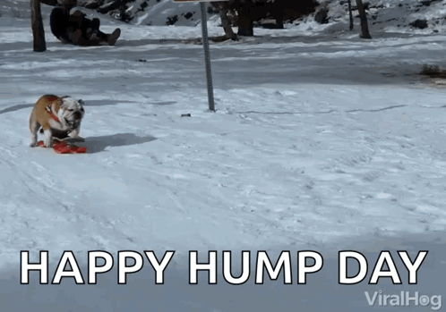 Dog in Snow Saying Happy Hump Day