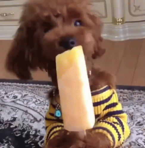 Dog In Striped Shirt Eating Popsicle GIF
