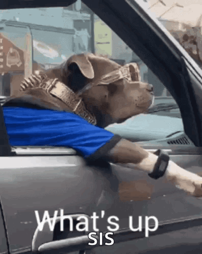 Dog in Sunglasses and Blue Shirt Saying What's Up Sis