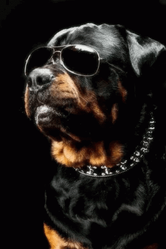 Dog In Sunglasses And Collar GIF