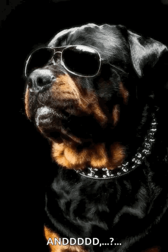Dog In Sunglasses And Skull Collar Saying Andddd GIF
