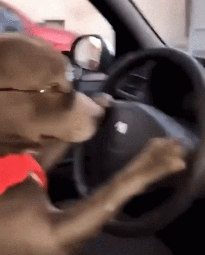 Dog in Sunglasses Driving With Head on Steering Wheel