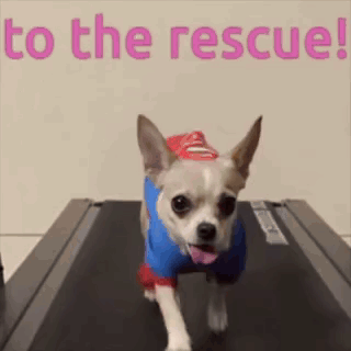 Dog In Superman Costume On Treadmill GIF
