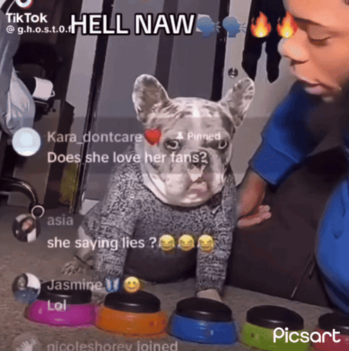 Dog in Sweater Being Petted Hell Naw