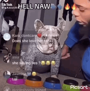 Dog in Sweater Sitting Next to Person Playing Buttons