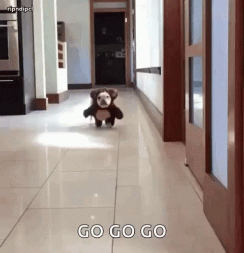 Dog in Teddy Bear Costume Running Down Hallway