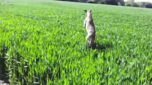 Dog In The Grass GIF