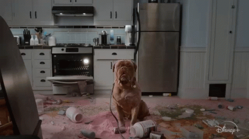 Dog In The Middle Of Messy Kitchen GIF