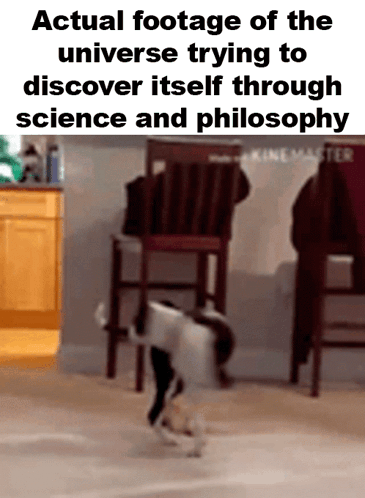 Dog In Universe Discovery Footage GIF