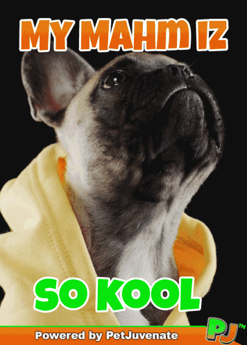 Dog in Yellow Hoodie My Mahm Is So Kool
