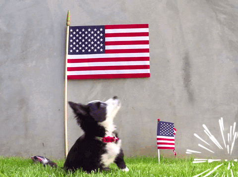 Dog Independence Day GIF