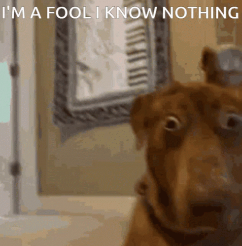 Dog Is Amaze I Know Nothing GIF