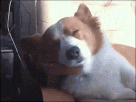 Dog Jolted Awake Dog Vietnam Flashback GIF