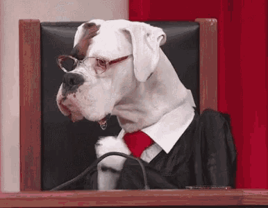 Dog Judge Clapping GIF