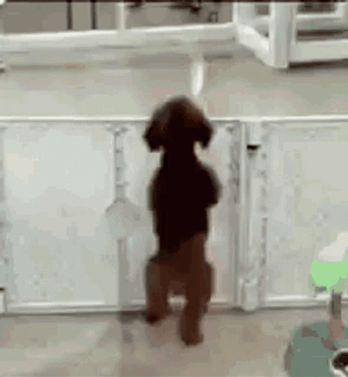 Dog Jumping Dancing GIF