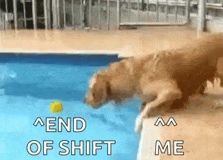 Dog Jumping Into Pool End Of Shift Me GIF