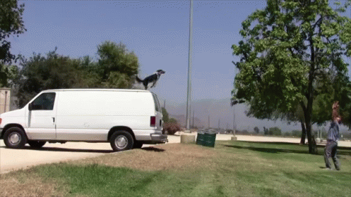 Dog Jumping Off Back of Van