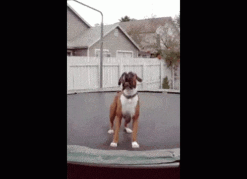 Dog Jumping on Trampoline