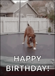 Dog Jumping on Trampoline Saying Happy Birthday