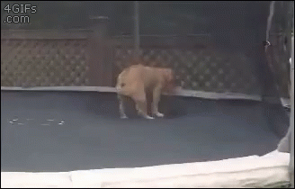 Dog Jumping on Trampoline With 4gifs.com
