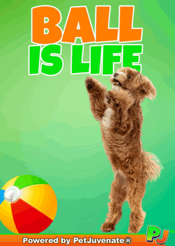 Dog Jumping to Catch Beach Ball Saying Ball Is Life