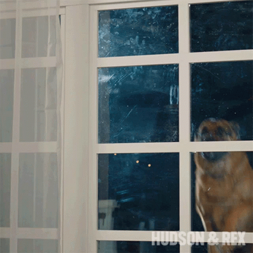 Dog Jumps Glass Breaking Hudson And Rex GIF