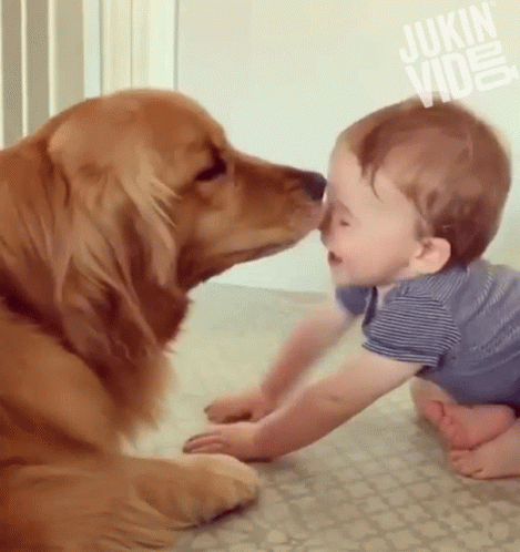 Dog Kissing Baby Nose Jukin Video