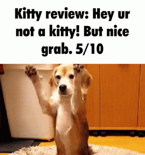 Dog Kitty Review Hey Ur Not a Kitty .5/10