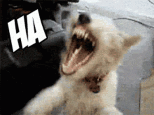 Dog Laughing Ha GIF