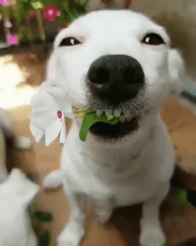 Dog Laughing Handing Flower GIF