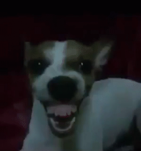 Dog Laughing Showing Teeth GIF