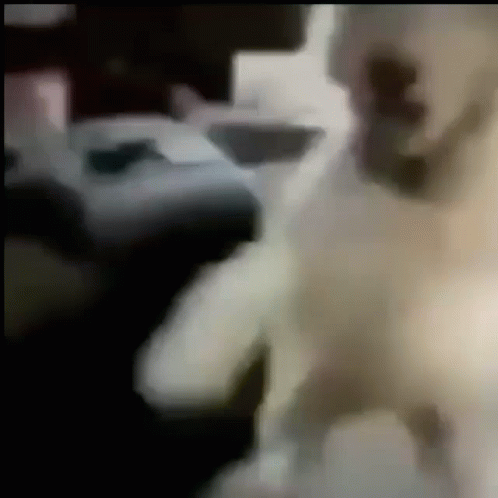 Dog Laughing Wildly GIF