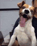 Dog Laughing With His Tongue Out GIF