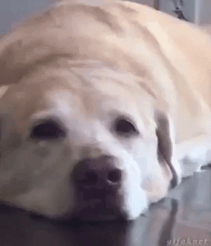 Dog Laying Down On Wooden Floor GIF