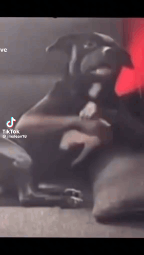Dog Laying Down With TikTok Video