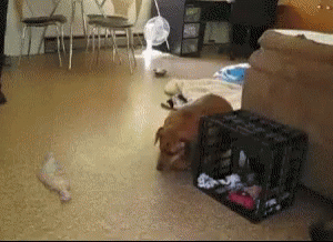 Dog Laying Next To Crate GIF