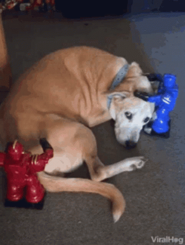 Dog Laying Next to Fire Hydrant Toy