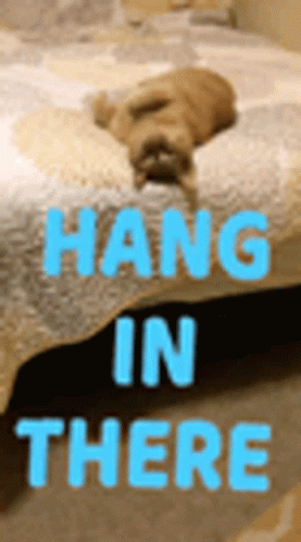 Dog Laying on a Bed Saying Hang in There