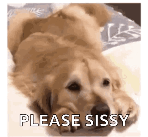 Dog Laying on Back on Bed