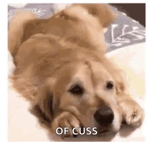 Dog Laying on Back Saying Of Cuss