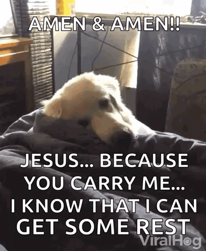 Dog Laying on Bed Amen Amen