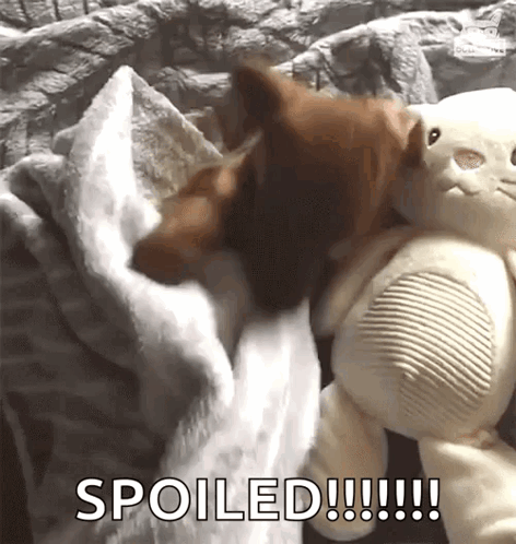 Dog Laying on Bed Next to Stuffed Animal Spoiled