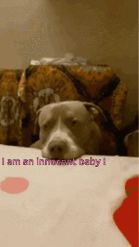 Dog Laying on Bed Saying I Am an Innocent Baby