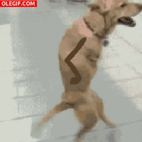 Dog Laying On Bed Saying I Am An Innocent Baby