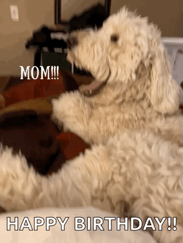 Dog Laying on Bed Saying Mom Happy Birthday