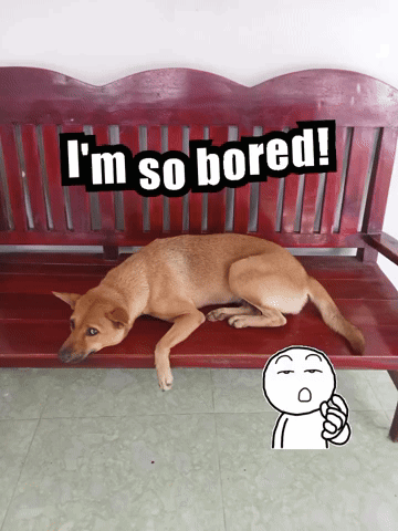 Dog Laying On Bench Saying I'm So Bored GIF