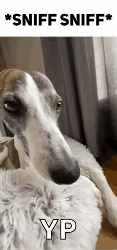 Dog Laying on Blanket Sniff Sniff
